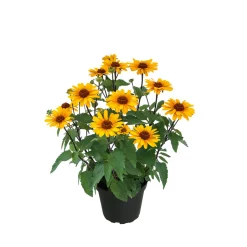 Online Plantiflor Garten-Sonnenauge C3