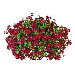 Outlet Plantiflor Geranie hängend im Topf Durchmesser 10,5 cm