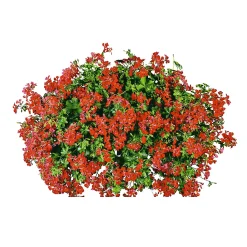 Outlet Plantiflor Geranie hängend im Topf Durchmesser 10,5 cm