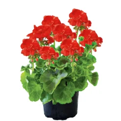 Clearance Plantiflor Geranie stehend im Topf Durchmesser 10,5 cm