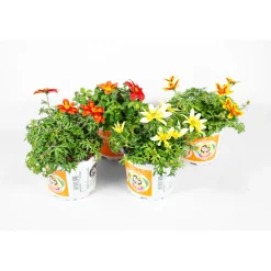 Sale Plantiflor Goldmarie Taka Tuka Topf Durchmesser 12 cm