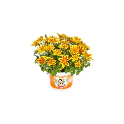 Sale Plantiflor Goldmarie Taka Tuka Topf Durchmesser 12 cm