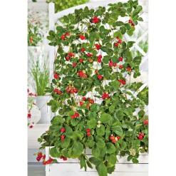 Discount Plantiflor Gourmetkräuter Klettererdbeere Topf 12 cm