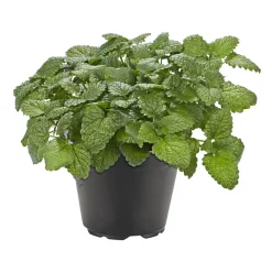 New Plantiflor Gourmetkräuter Melisse im Topf Durchmesser 12 cm