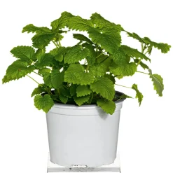 New Plantiflor Gourmetkräuter Melisse im Topf Durchmesser 12 cm