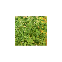 Sale Plantiflor Gourmetkräuter Oregano Topf Durchmesser 12 cm