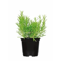 Outlet Plantiflor Gourmetkräuter Rosmarin Topf Durchmesser 12 cm