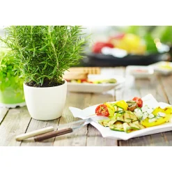 Outlet Plantiflor Gourmetkräuter Rosmarin Topf Durchmesser 12 cm