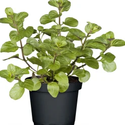 Best Plantiflor Gourmetkräuter Salatkräuter und Kräuterbutter Topf Durchmesser 13 cm
