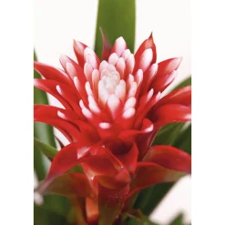 Best Plantiflor Guzmania El Cope 30-40 cm T12