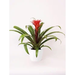 Best Plantiflor Guzmania El Cope 30-40 cm T12