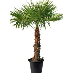 New Plantiflor Hanfpalme Trachycarpus fortunei im Topf Durchmesser 30 cm
