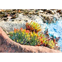 Clearance Plantiflor Hauswurz Topf-Ø 10,5 cm
