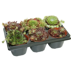 Hot Plantiflor Hauswurz Topf-Ø 9 cm 6er-Pack
