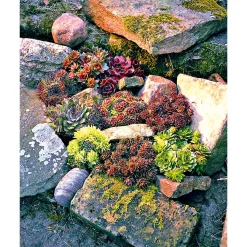 Hot Plantiflor Hauswurz Topf-Ø 9 cm 6er-Pack