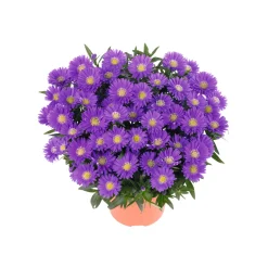 New Plantiflor Herbst-Aster Topf Durchmesser 11 cm
