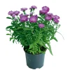 Hot Plantiflor Herbstaster Trio Topf Durchmesser 13 cm