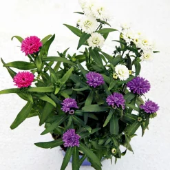 Hot Plantiflor Herbstaster Trio Topf Durchmesser 13 cm