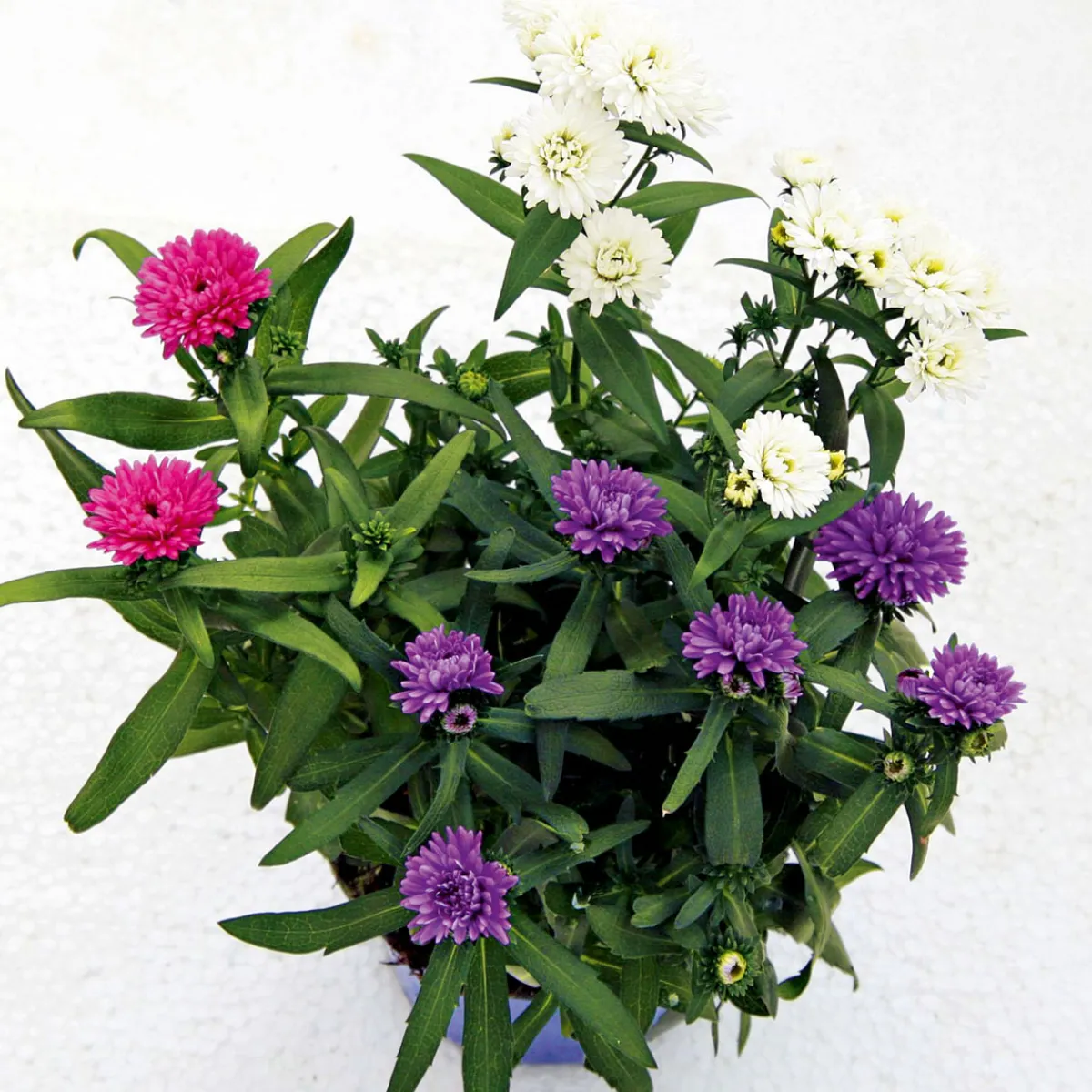 Hot Plantiflor Herbstaster Trio Topf Durchmesser 13 cm