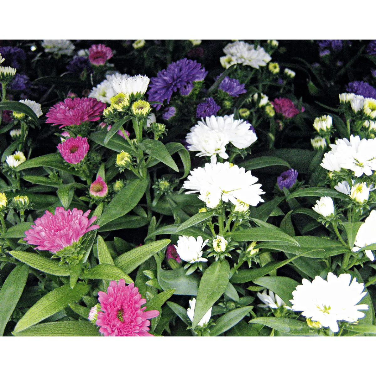 Hot Plantiflor Herbstaster Trio Topf Durchmesser 13 cm