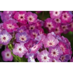 Discount Plantiflor Hohe Flammenblume Topf- Durchmesser 19 cm