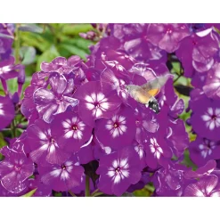 Discount Plantiflor Hohe Flammenblume Topf- Durchmesser 19 cm
