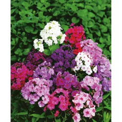 Discount Plantiflor Hohe Flammenblume Topf- Durchmesser 19 cm
