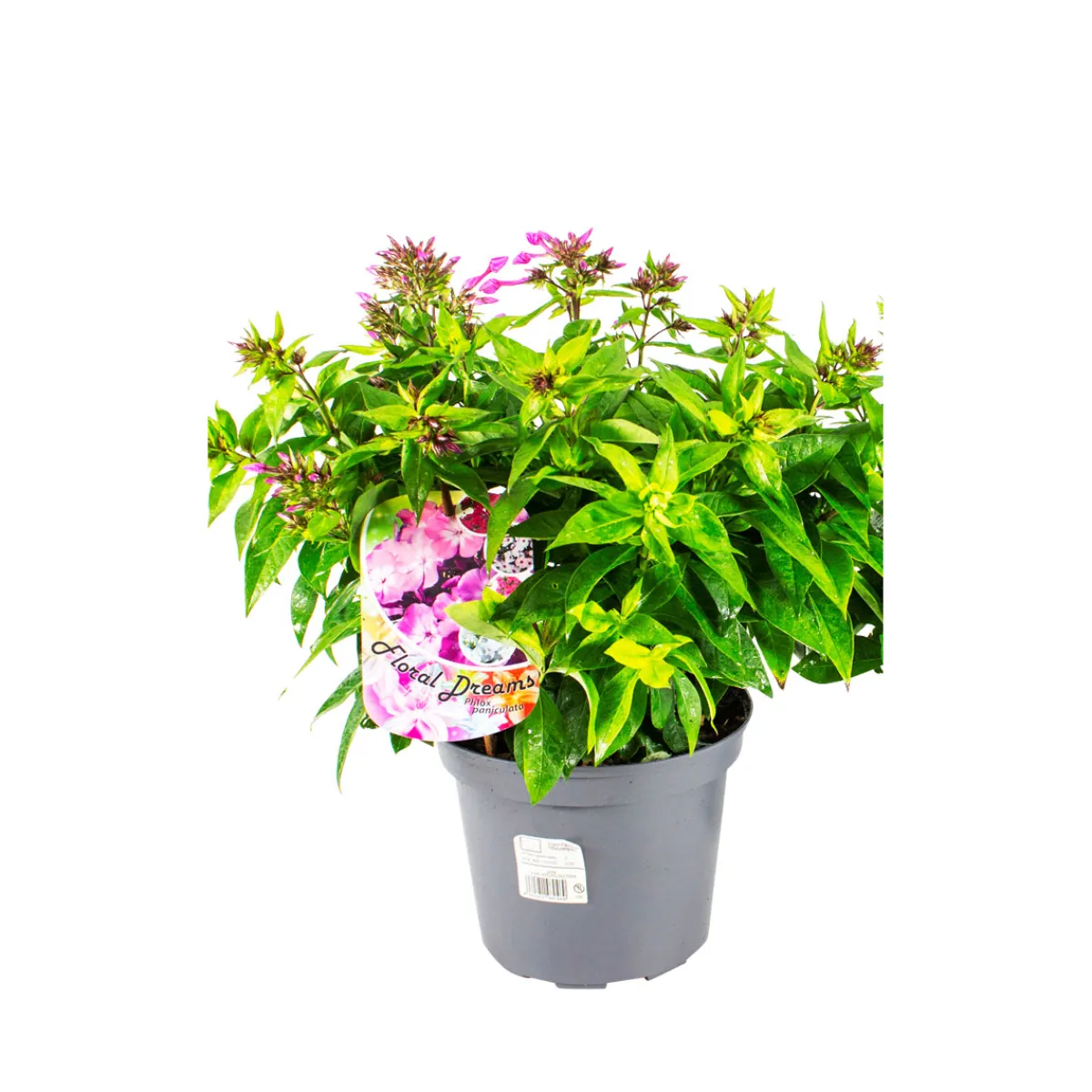 Discount Plantiflor Hohe Flammenblume Topf- Durchmesser 19 cm