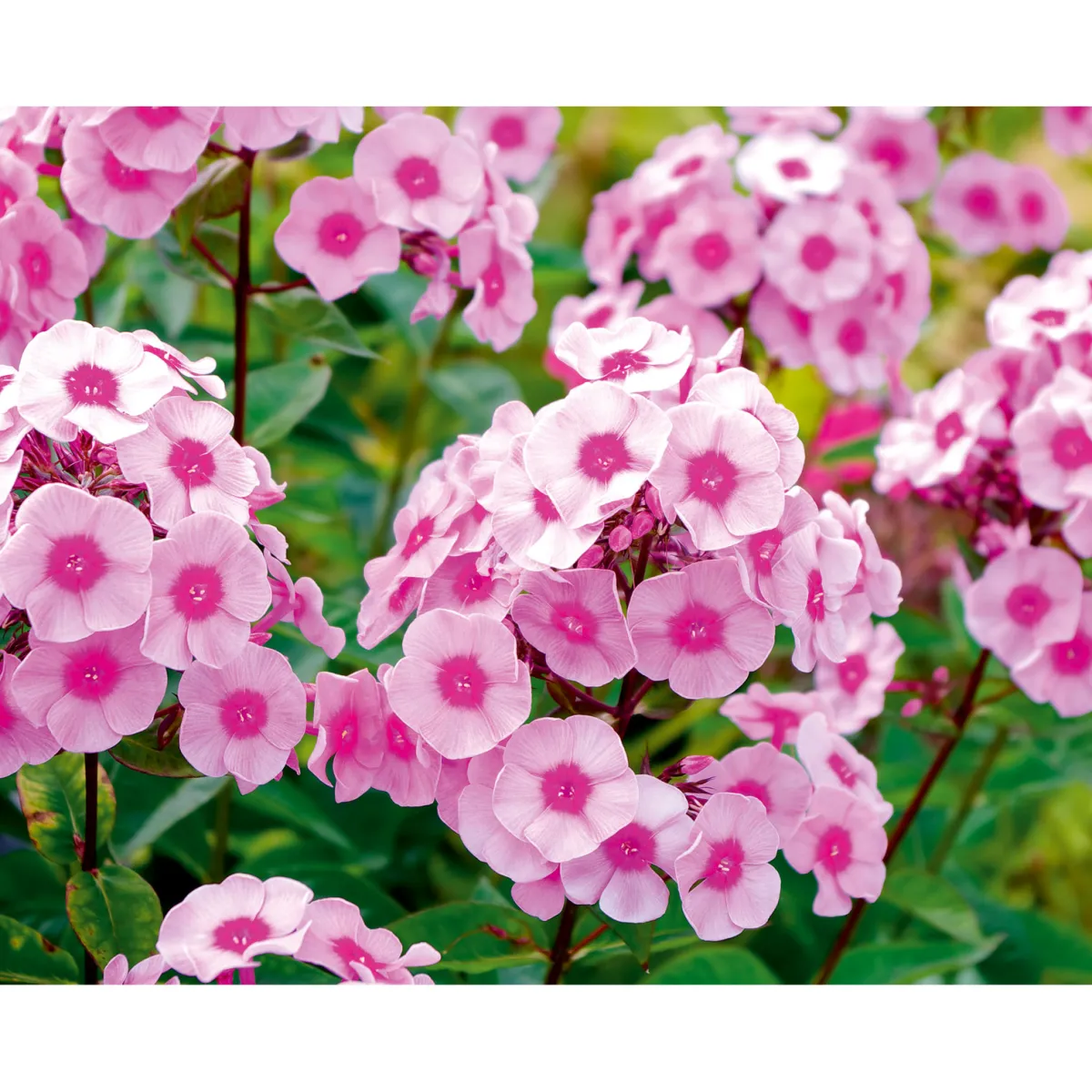 Discount Plantiflor Hohe Flammenblume Topf- Durchmesser 19 cm