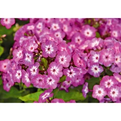 Discount Plantiflor Hohe Flammenblume Topf- Durchmesser 19 cm