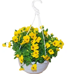 Online Plantiflor Hornveilchen Ampel Durchmesser 25 cm
