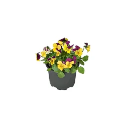 Clearance Plantiflor Hornveilchen Topf Durchmesser 9 cm