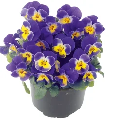 Clearance Plantiflor Hornveilchen Topf Durchmesser 9 cm