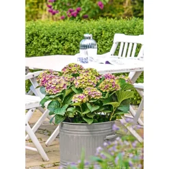 Clearance Plantiflor Hortensie Magical Four Seasons Topf Durchmesser 23 cm