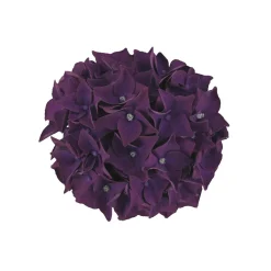 Discount Plantiflor Hortensie Music Collection Topf Durchmesser 23 cm