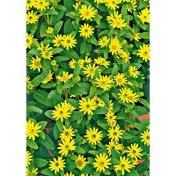 Best Plantiflor Husarenknopf im Topf Durchmesser 10,5 cm