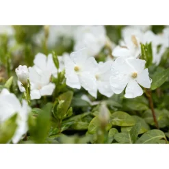 Clearance Plantiflor Immergrün Topf Dm 9,5 cm