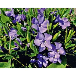 Clearance Plantiflor Immergrün Topf Dm 9,5 cm