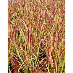 Sale Plantiflor Japanisches Blutgras Red Baron Topf Durchmesser 19 cm
