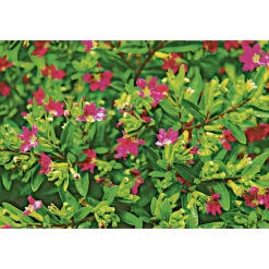 Discount Plantiflor Japanische Scheinmyrthe Flori Glory Topf 11 cm