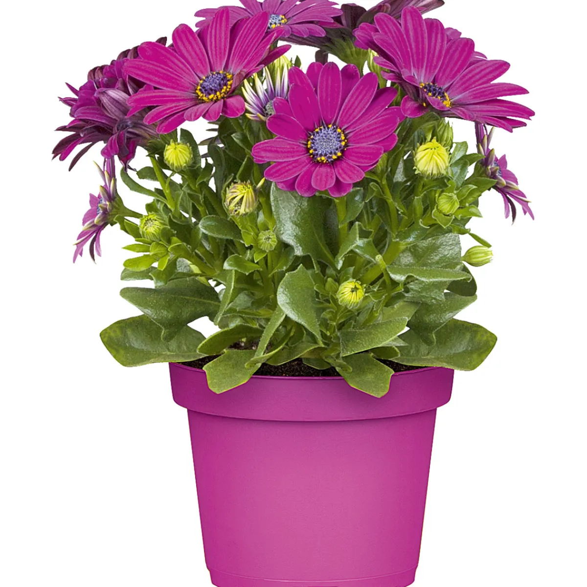 Discount Plantiflor Kapkörbchen verschiedene Farben im Topf Durchmesser 10,5 cm