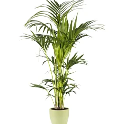 Sale Plantiflor Kentia Palme 110 cm Topf 21 cm