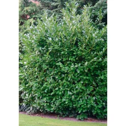 Clearance Plantiflor Kirschlorbeer Novita 80-100 cm