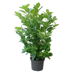 Clearance Plantiflor Kirschlorbeer Novita 80-100 cm