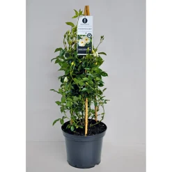 Online Plantiflor Kletterrose weiß Topf 23 cm