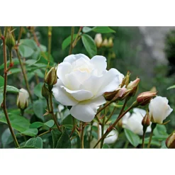 Online Plantiflor Kletterrose weiß Topf 23 cm