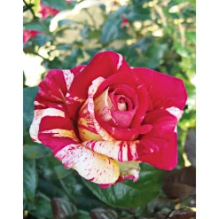 Hot Plantiflor Kletterrose „Zweifarbig“, Topf Ø 23 cm