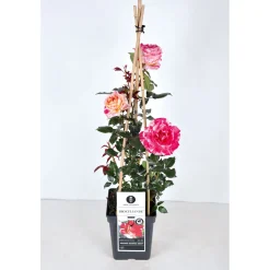 Hot Plantiflor Kletterrose „Zweifarbig“, Topf Ø 23 cm