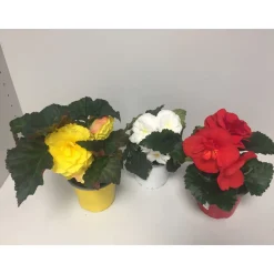 Discount Plantiflor Knollenbegonie verschiedene Farben T12