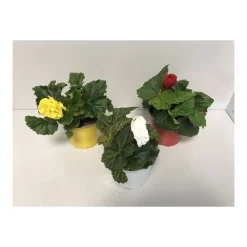 Discount Plantiflor Knollenbegonie verschiedene Farben T12